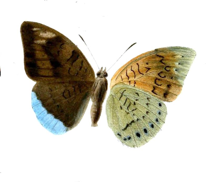 Common Earl upperwing and underwing of male