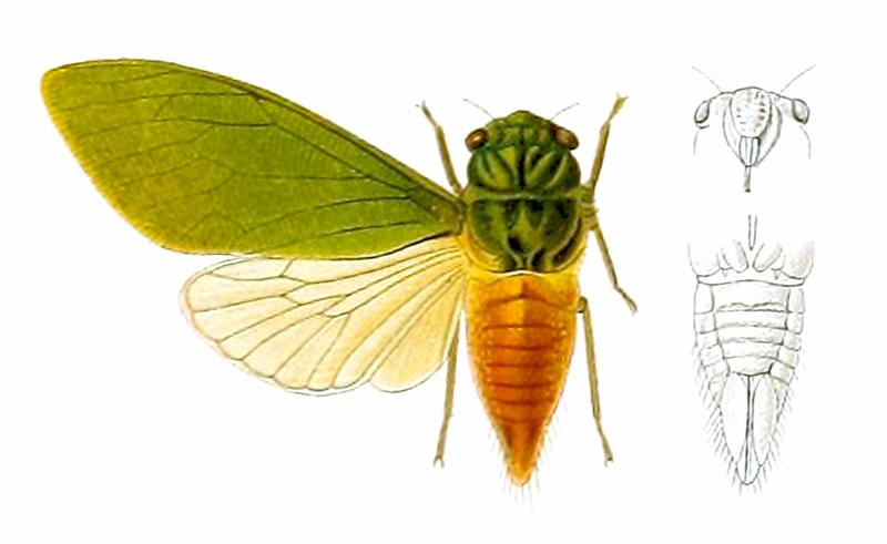 Taona versicolor Distant 1914
