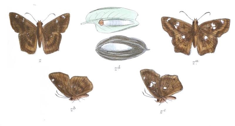 TapenaThwaitesi 772 2 Fitch