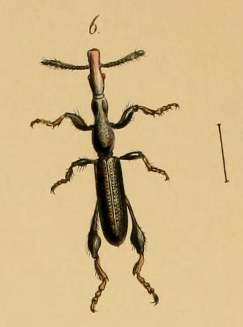 Taphroderes whitii Westwood 1848