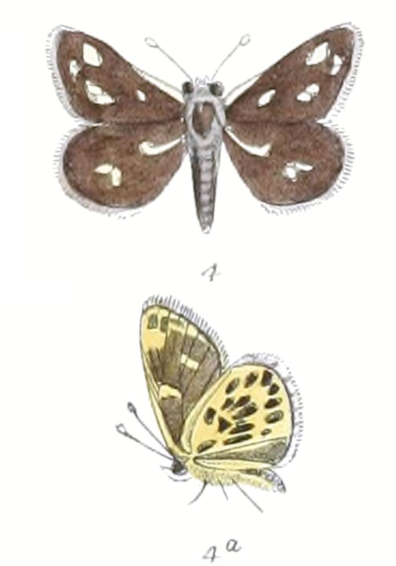 TaractroceraAtropunctata 785 4 Fitch