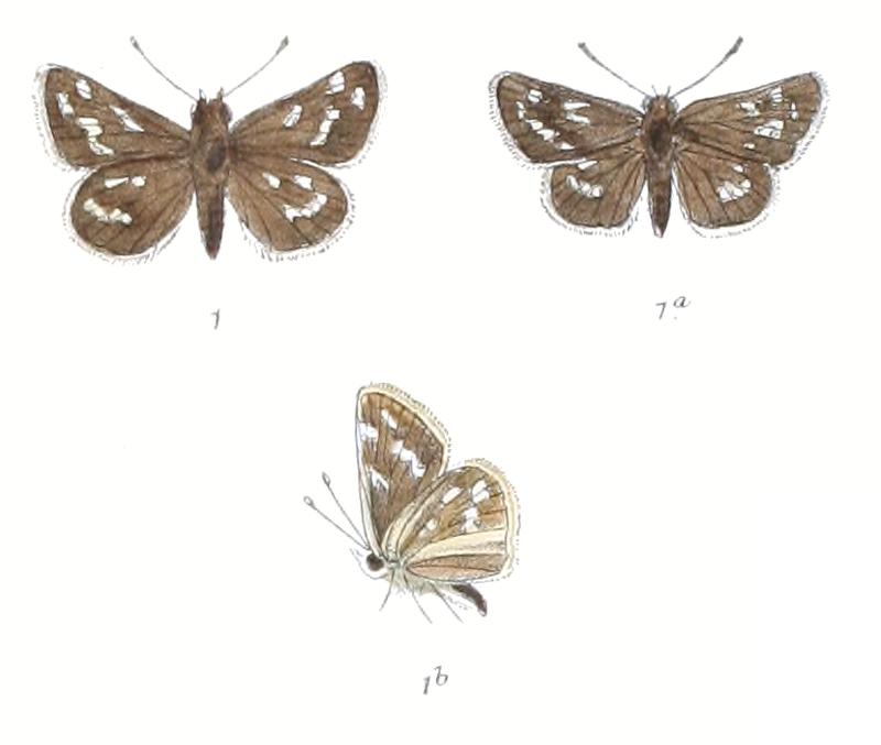 TaractroceraDanna 785 1 Fitch