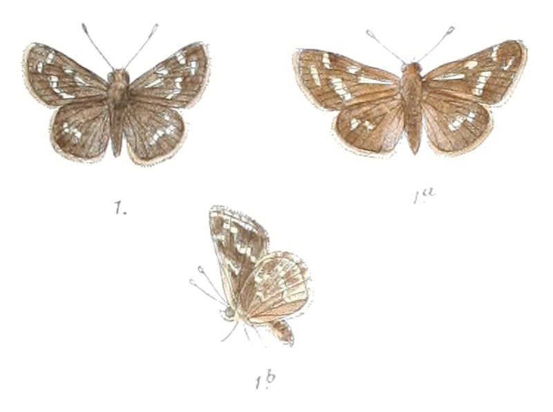 TaractroceraMaevius 784 1 Fitch