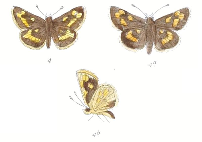 TaractroceraOberthuri 784 4 Fitch