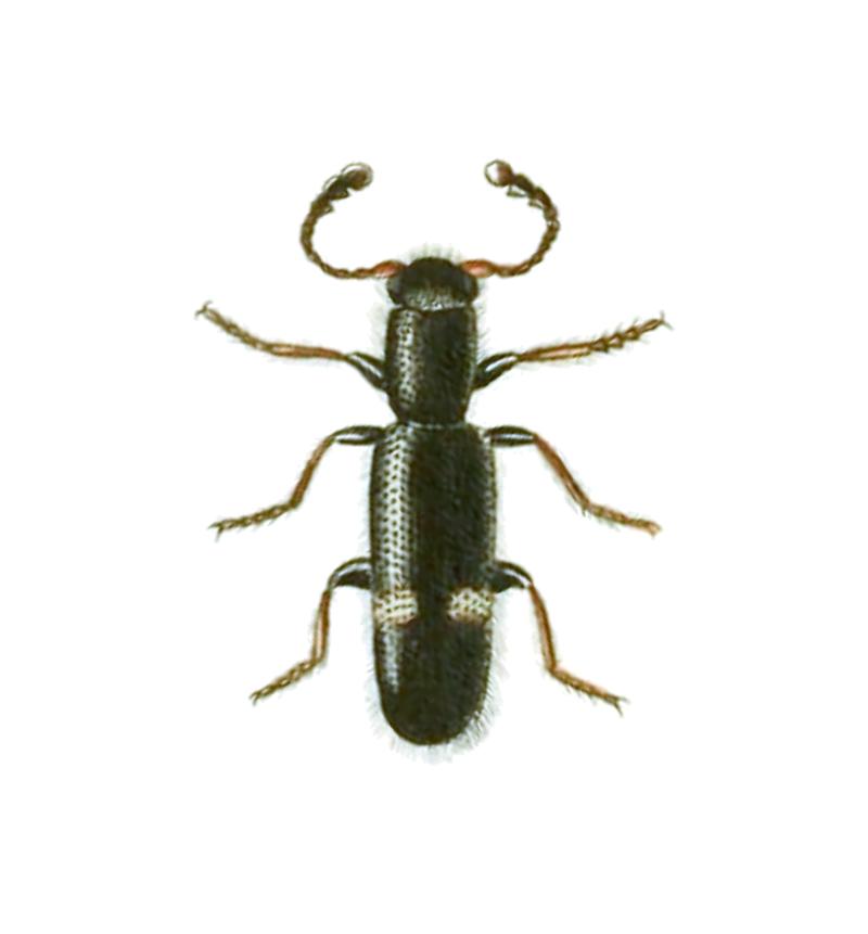 Tarsostenus univittatus-Curtis