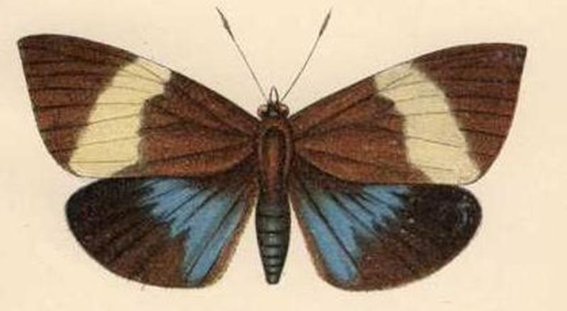 Tascina nicevillei