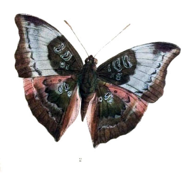 TasingaAnosia227 2