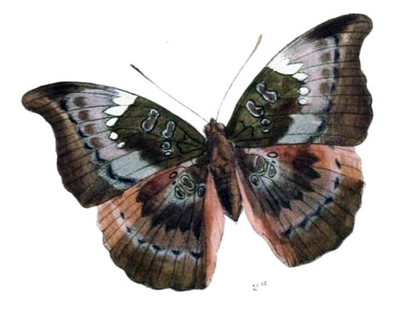 TasingaAnosia227 2a