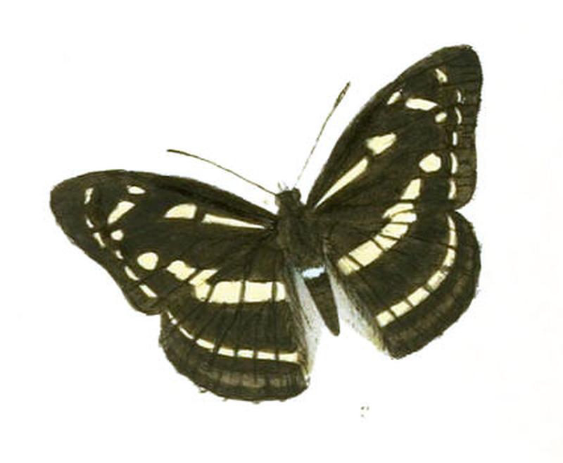 TatisiaKanwa258 2