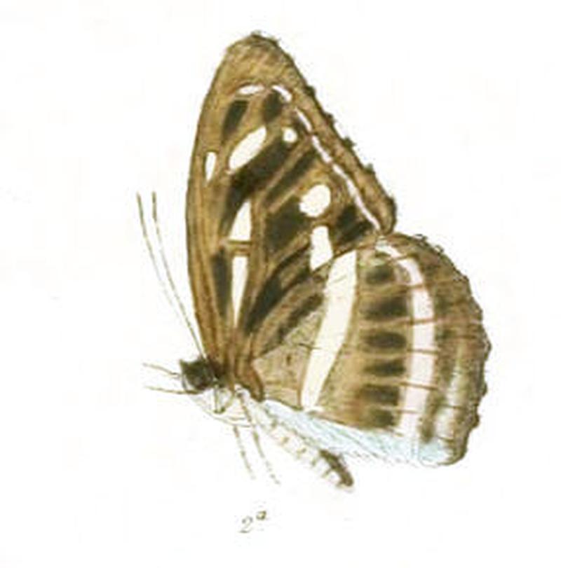 TatisiaKanwa258 2a