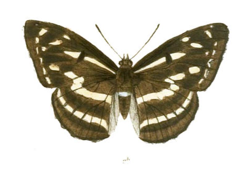 TatisiaKanwa258 2b