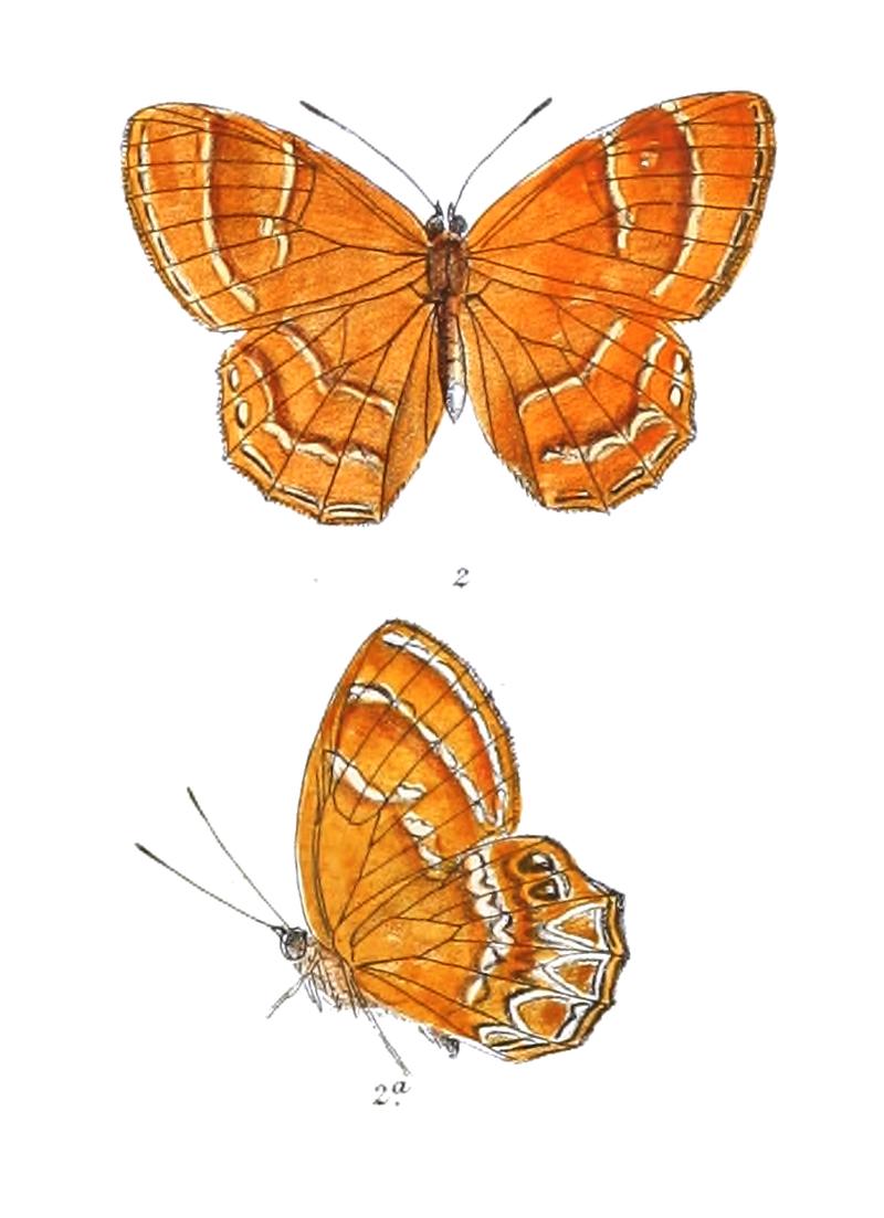 Taxila burnii 404