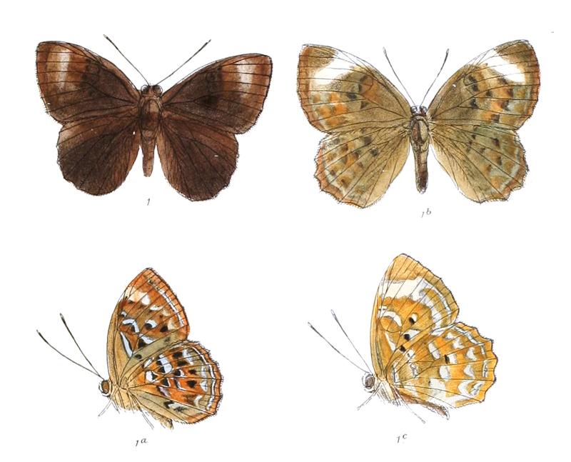 Taxila fasciata 404
