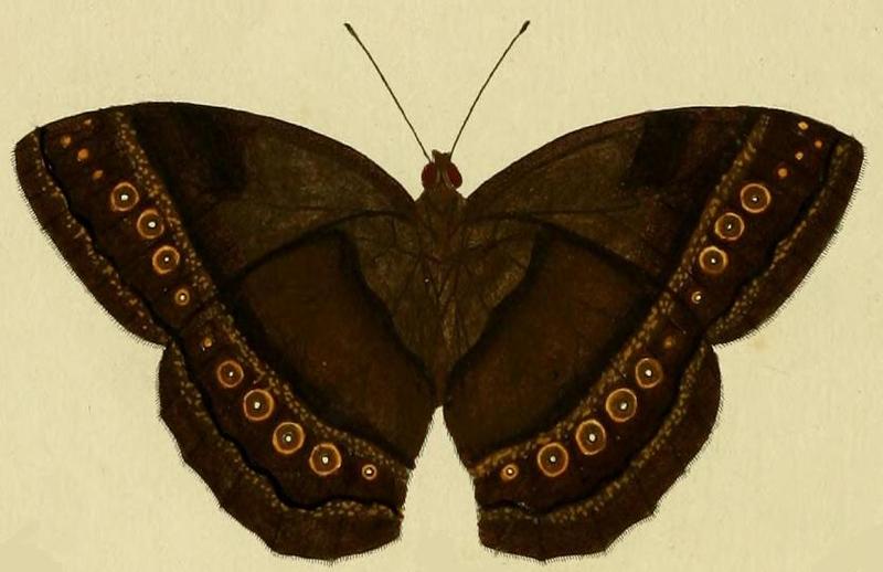 Taygetis mermeria