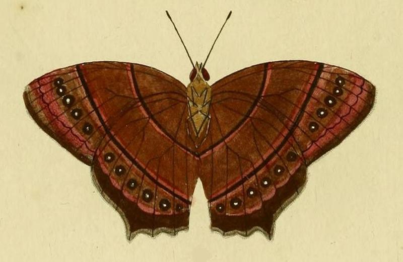 Taygetis virgilia