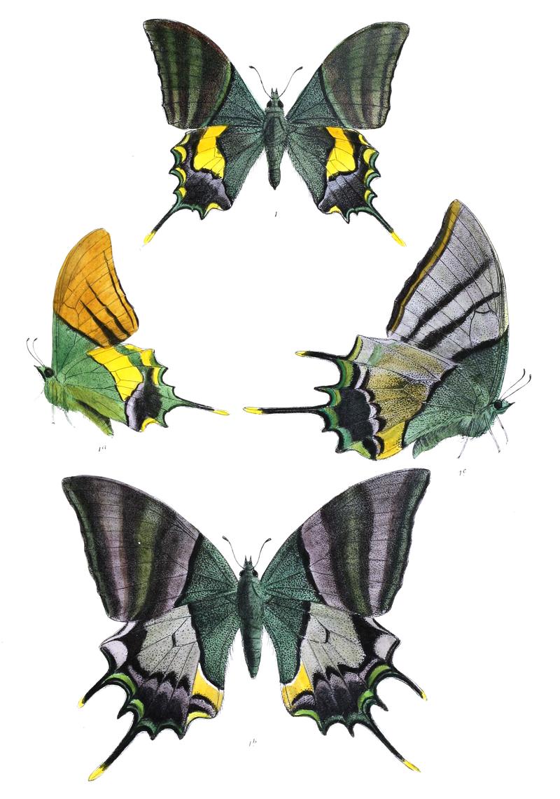 Teinopalpus imperialis