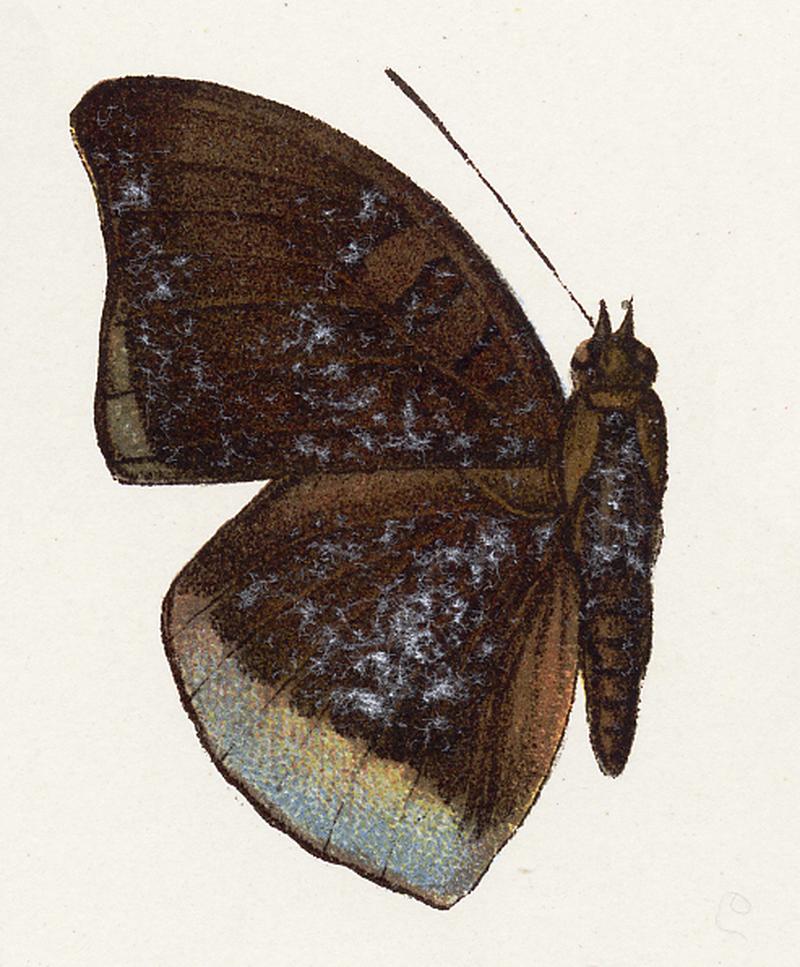 Blue Baron Euthalia telchinia