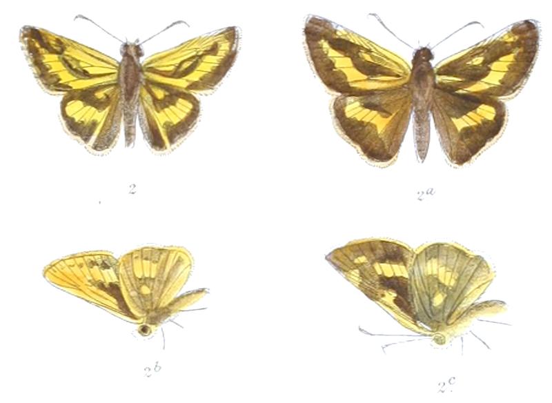 TelicotaAugias 813 2 Fitch