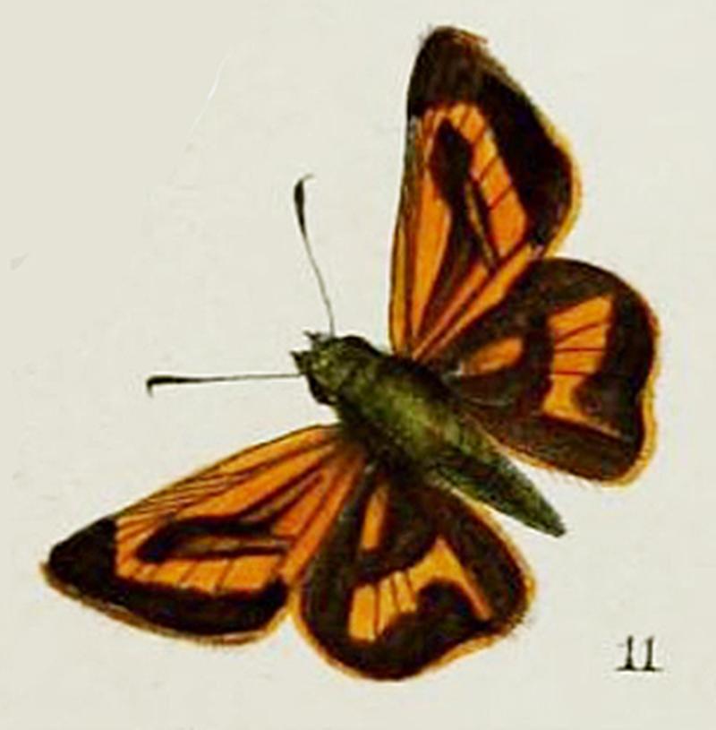 Telicota bambusae inMoore1878