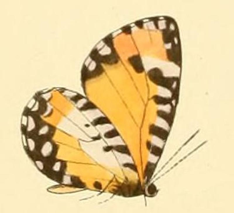 Telipna acraea