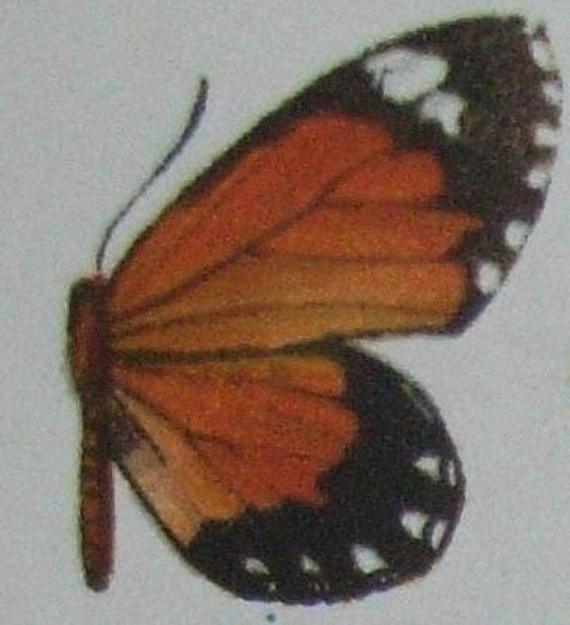 Telipna erica