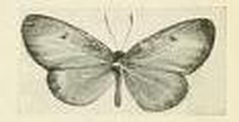 Telipna subhyalina f