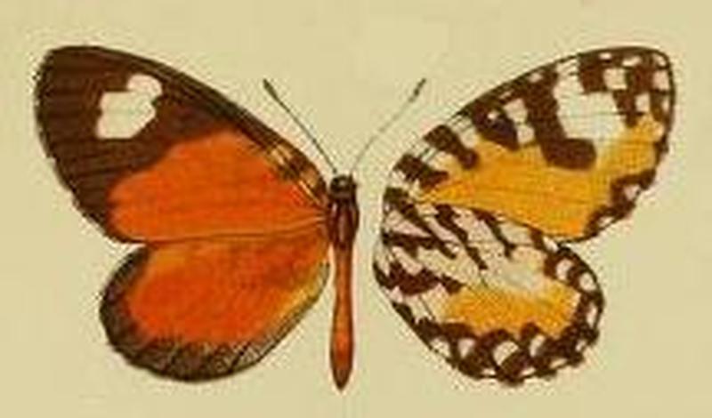 Telipna transverstigna