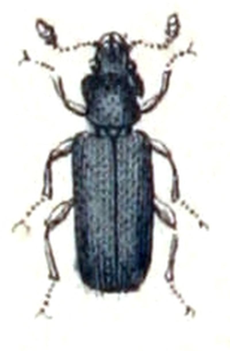 Temnochila.caerulea.-.calwer.14.16