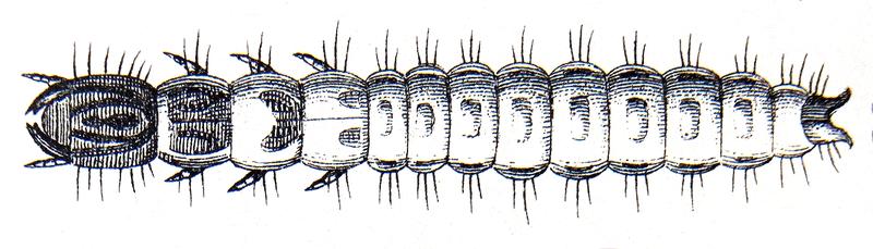 Temnochila caerulea larva Reitter