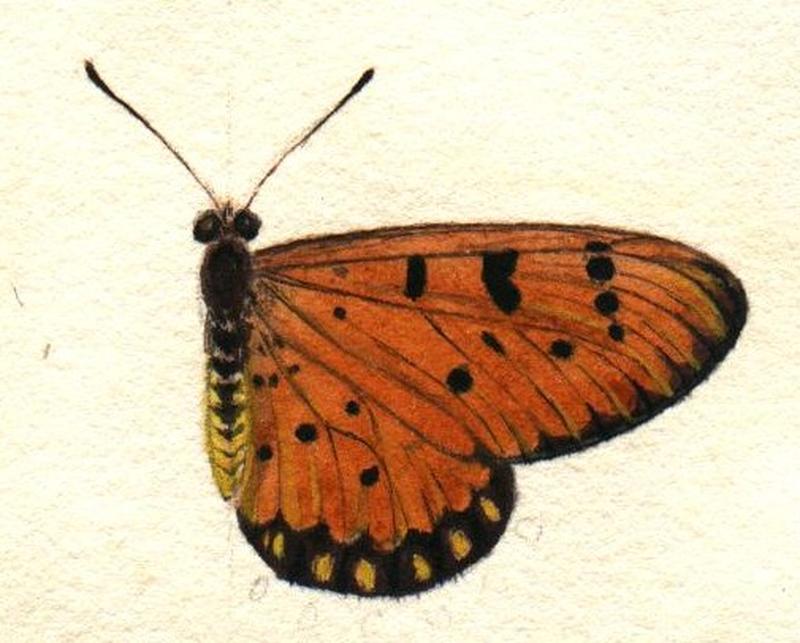 Templeton acraea terpsicore