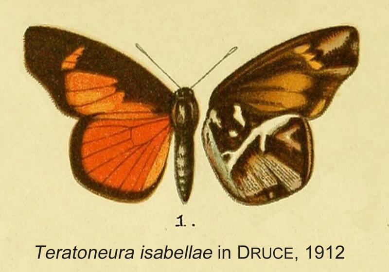 Teratoneura isabellae inDruce1912