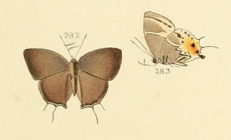 Terenthina terentia from Illustrations of diurnal Lepidoptera 52