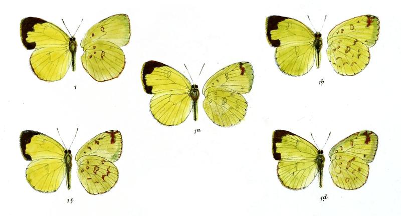 Terias aesiopeoides