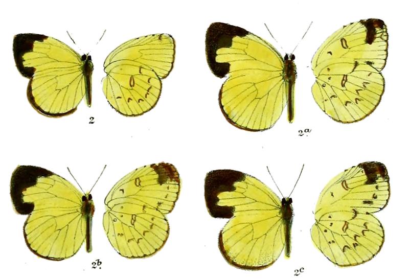 Terias andamana