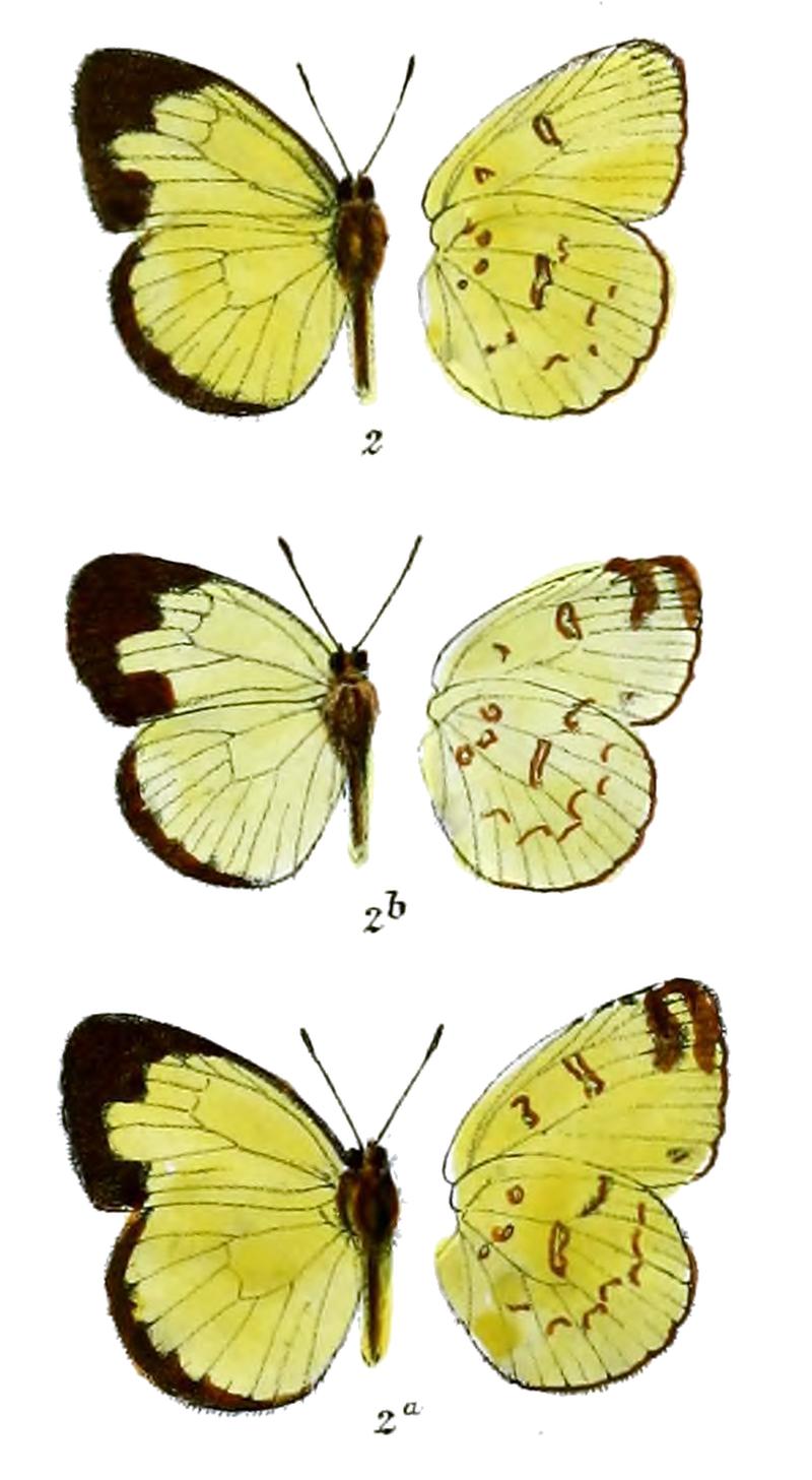 Terias andersonii