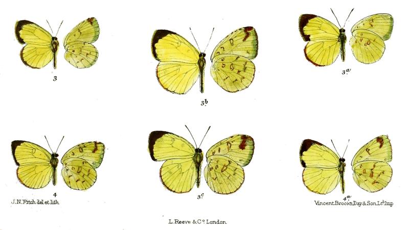 Terias asphodelus