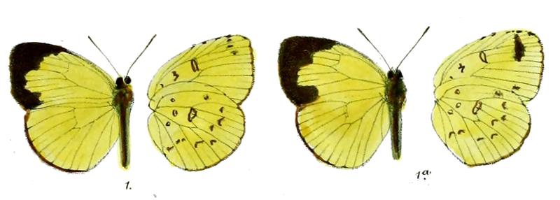Terias blairiana