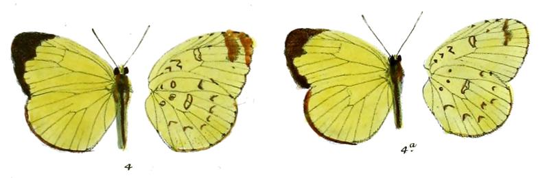 Terias cadellii