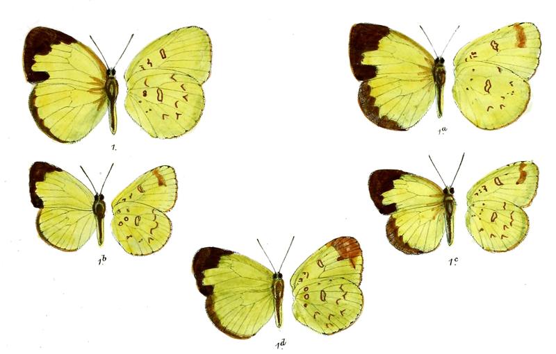 Terias citrina