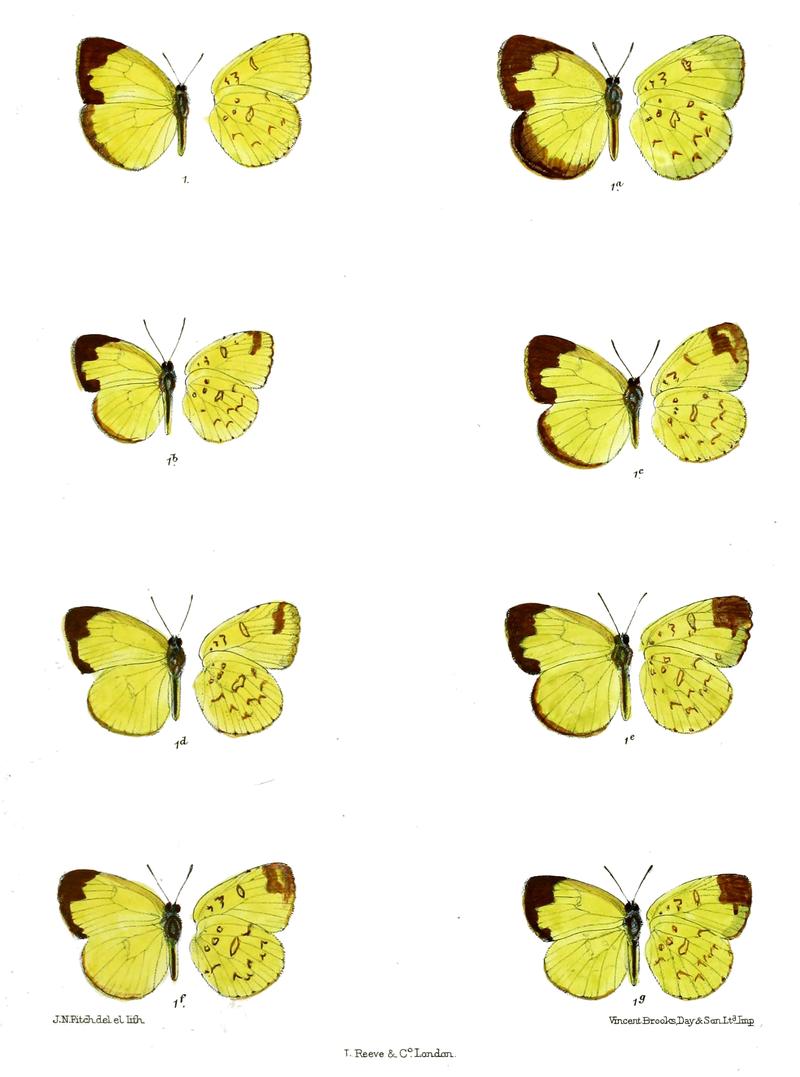 Terias davidsonii