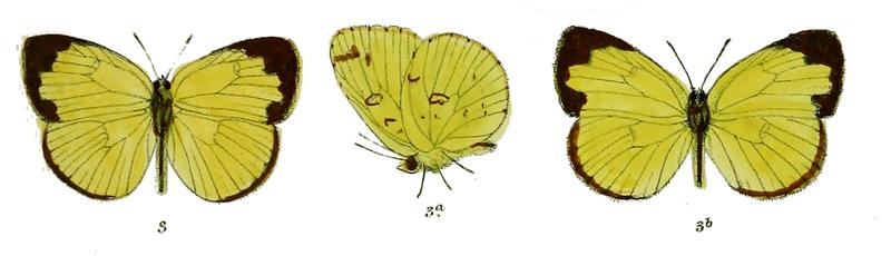 Terias excavata