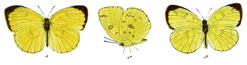 Terias fimbriata