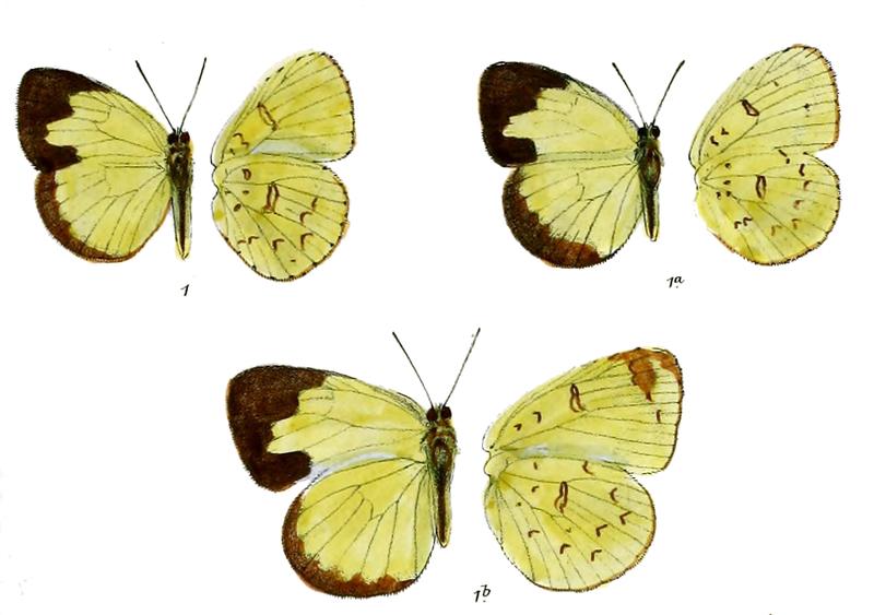 Terias grandis