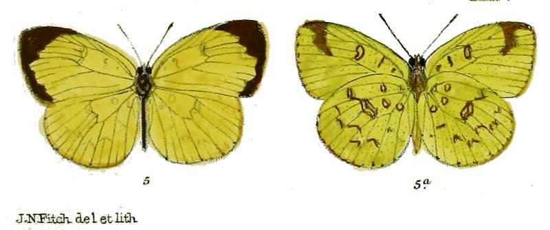 Terias irregularis