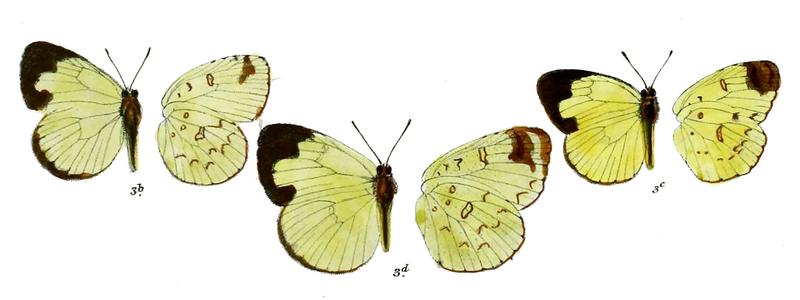 Terias merguiana