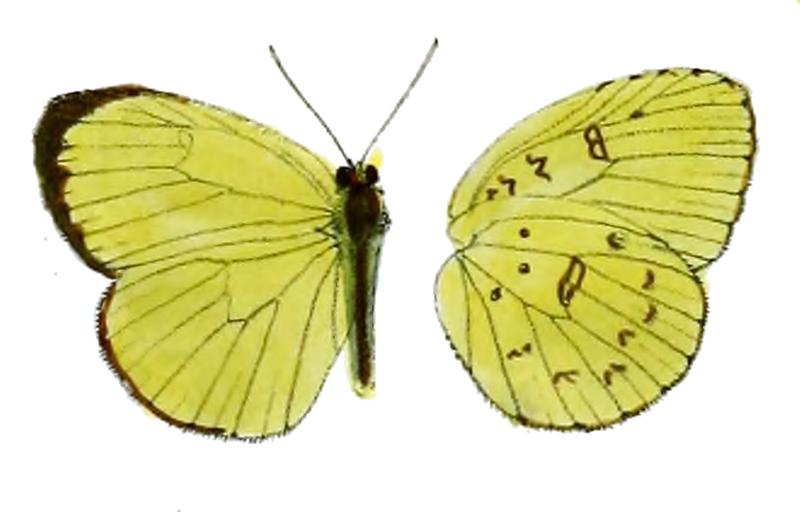 Terias moorei male