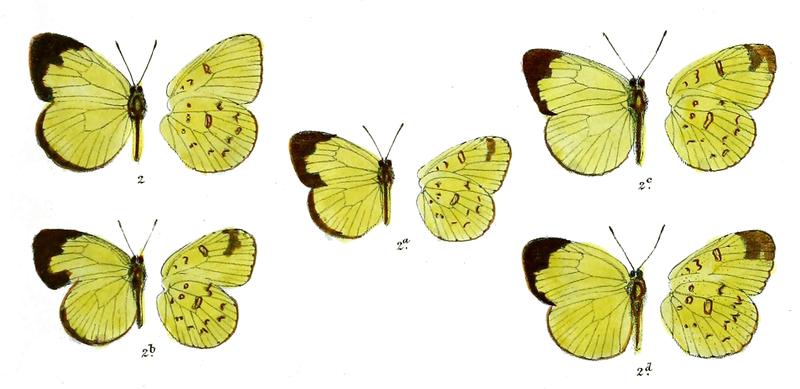 Terias patruelis