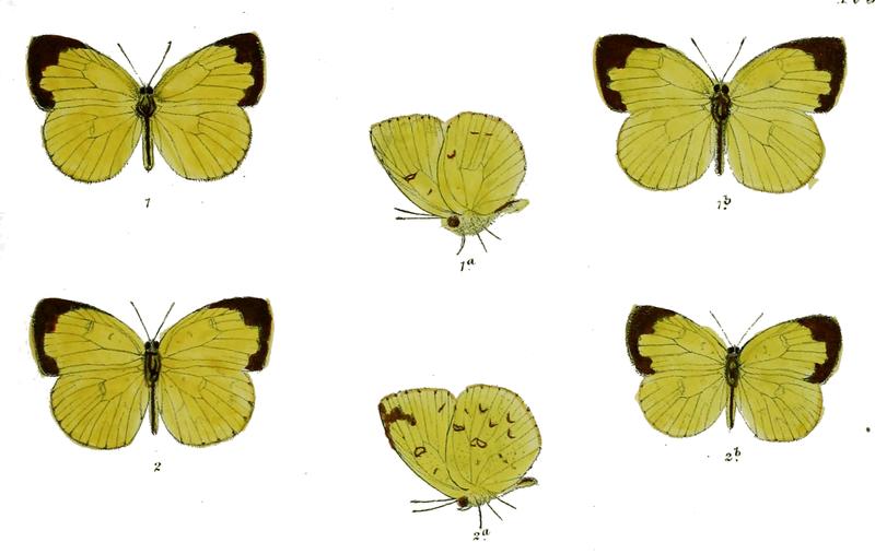 Terias purreea Eurema hecabe