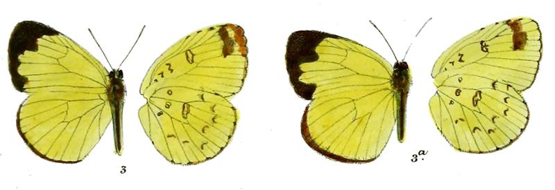Terias roepstoerffii