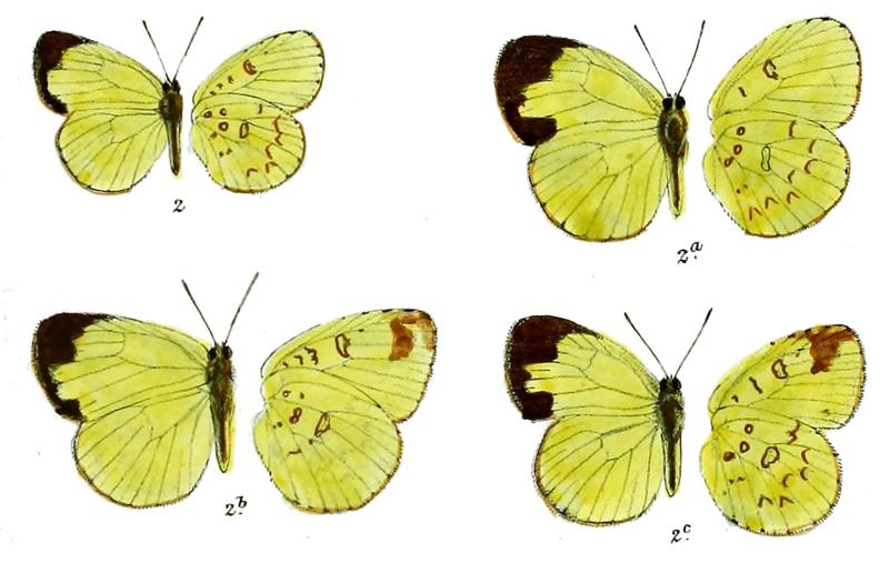 Terias rotundalis